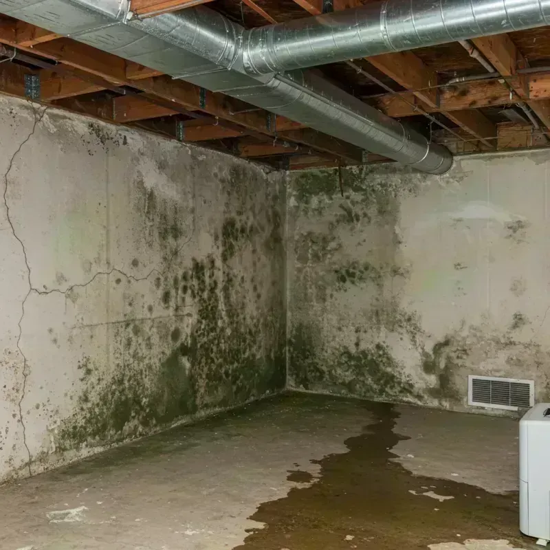 Professional Mold Removal in McComb, MS